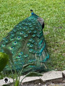 Image of a peacock