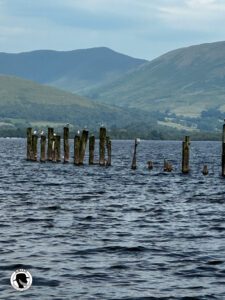 Loch Lomond Stirling Castle and the Kelpies- Picture of the remaining supports of a deteriorated dock in Loch Lomond