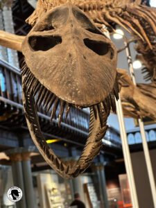 Fossil of a plesiosaur at the Hunterian Museum