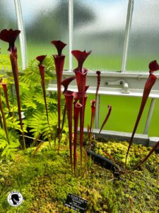 Pitcher plants in the greenhouse at the Botanic Gardens in Glasgow