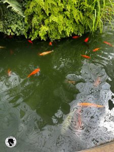Koi pond in the greenhouse at the Botanic Gardens in Glasgow