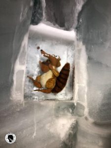 Image of stuffed squirrel from the movie Ice Age, found in the Ice Palace on the peak of the Jungfrau.